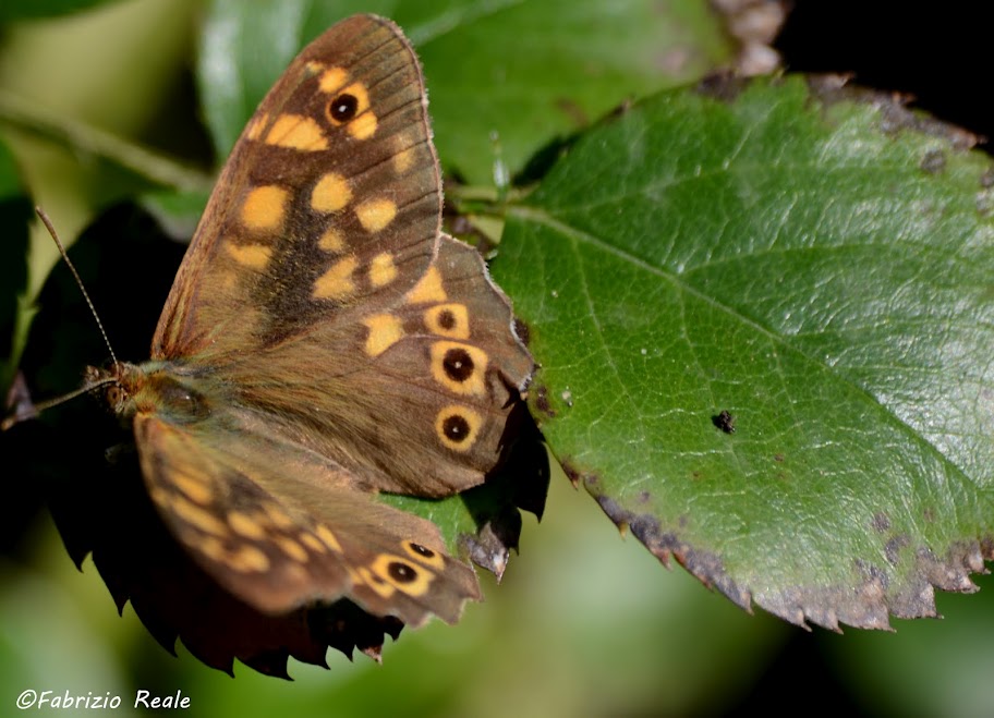 Farfalla da identificare